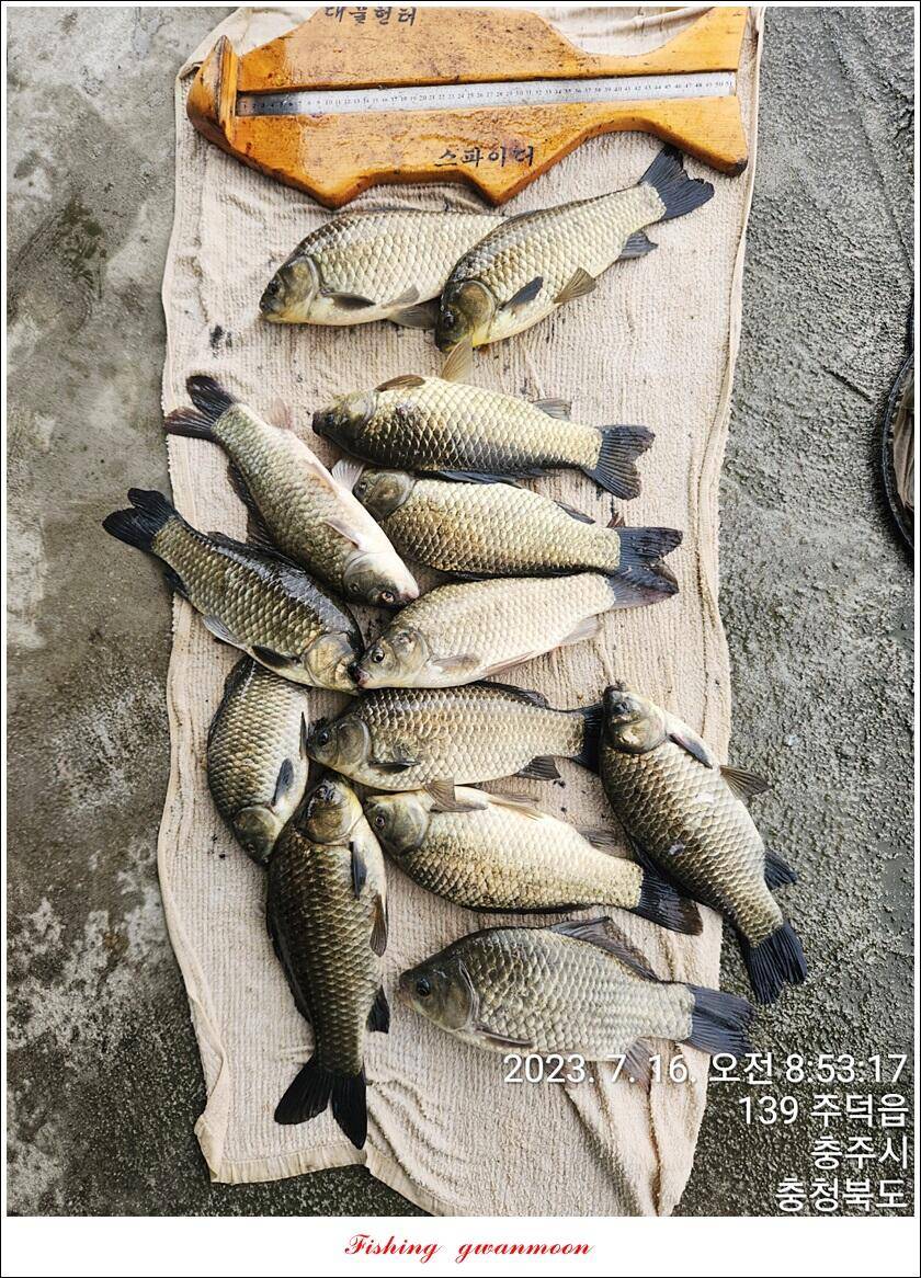 솔 4 짜돌감화곡지 대물 조황 (조황조행기 - 특파원조황)
