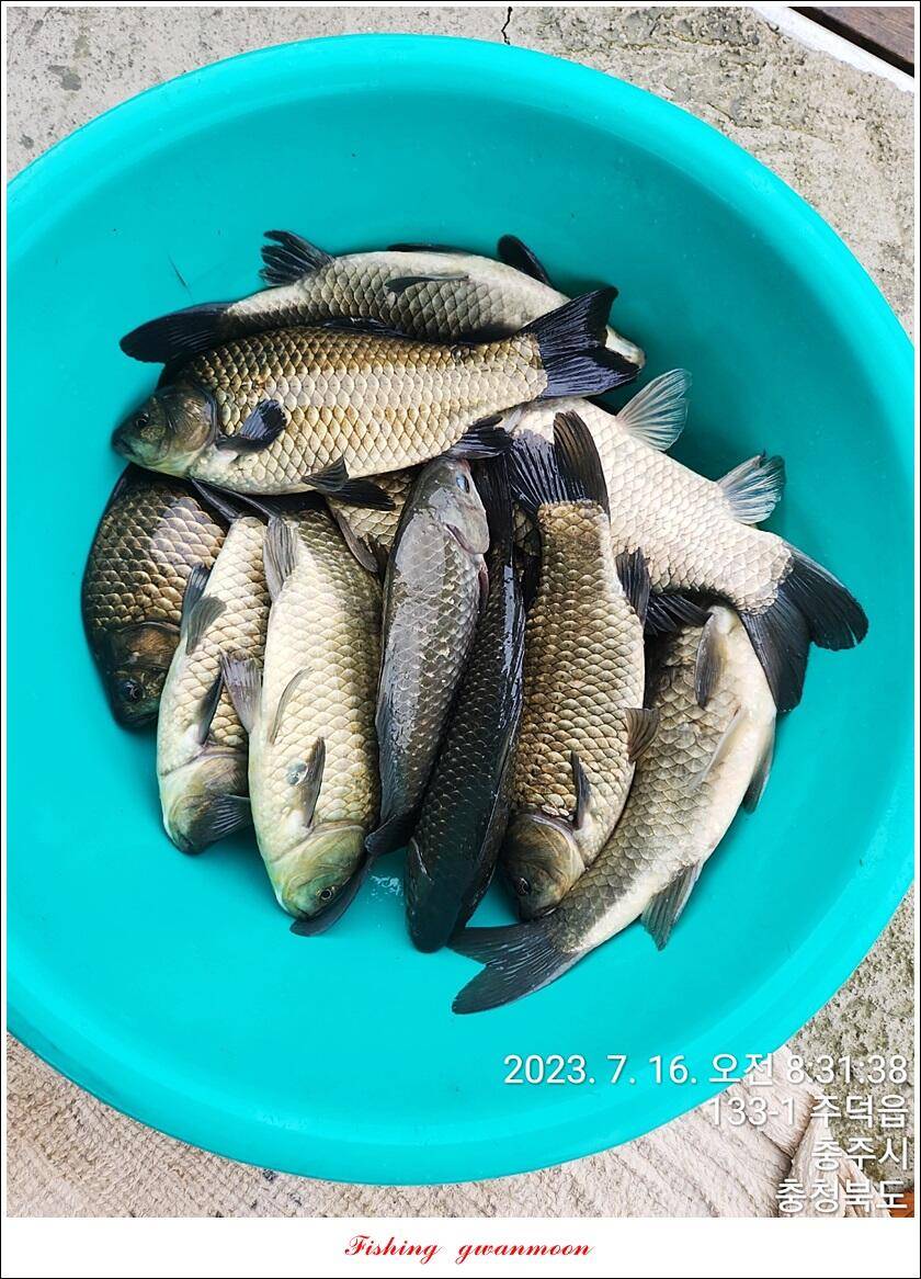 솔 4 짜돌감화곡지 대물 조황 (조황조행기 - 특파원조황)
