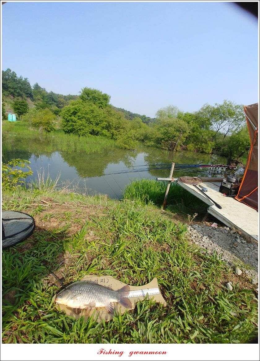 화곡지 사짜 마릿수칠성지 대물 조황 (조황조행기 - 특파원조황)