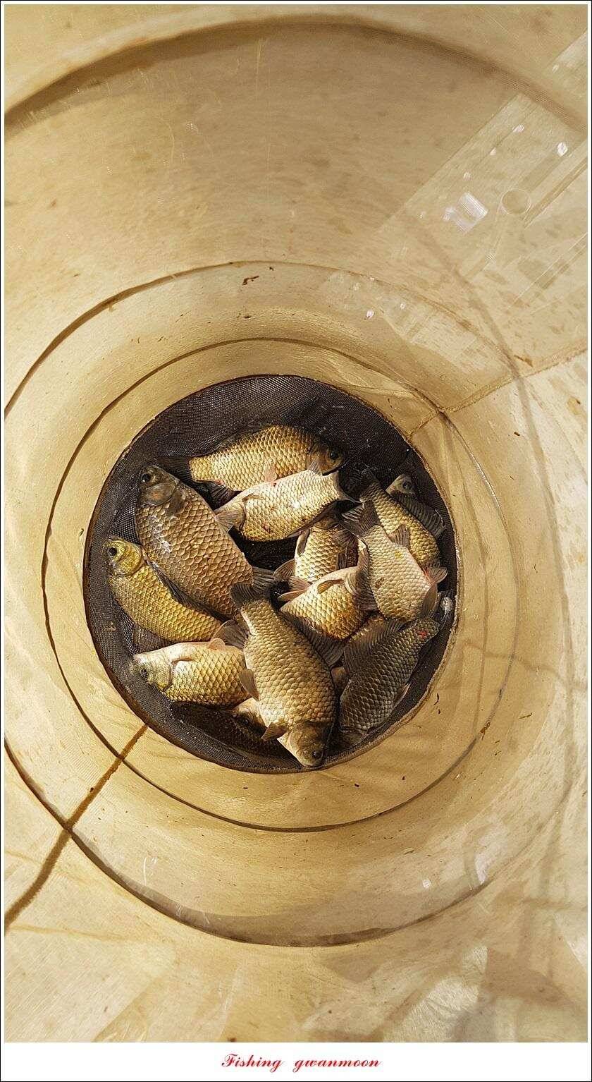 화곡지 사짜덕곡 37 cm추평지 조황 (조황조행기 - 특파원조황)