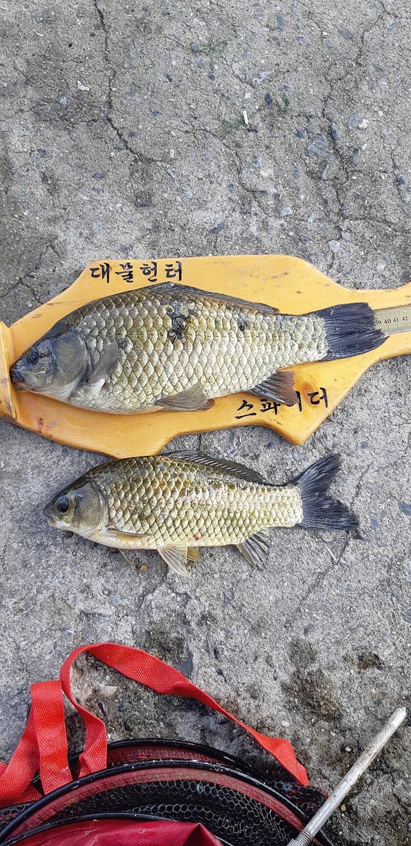 문골 낚시터화곡지 조황 (조황조행기 - 특파원조황)
