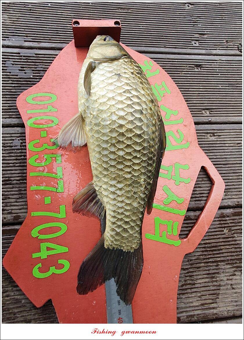 신리 44 cm실리곡 41 cm돌감 405 cm칠성지 대물 조황 (조황조행기 - 특파원조황)