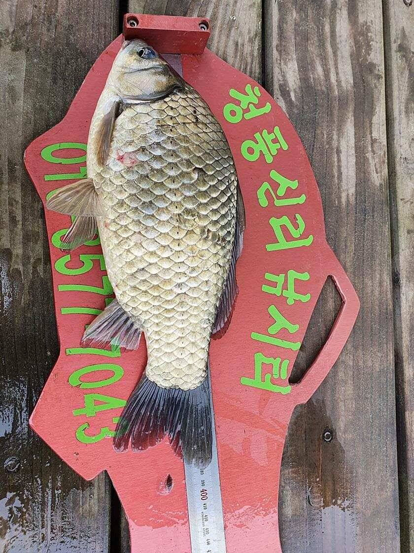 제일 4 짜실리곡 4 짜신리 4 짜 및 이벤트돌감 월척 조황 (조황조행기 - 특파원조황)