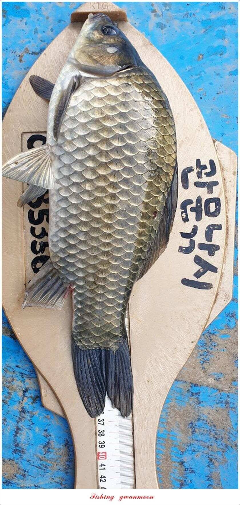 제일늘푸른종점 낚시터 조황 소식 (조황조행기 - 특파원조황)