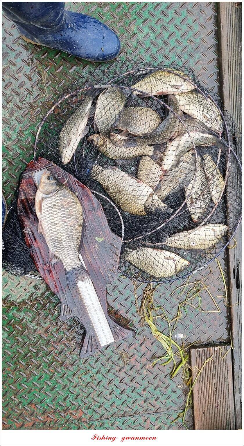 명서 43 cm 대물 및 4 짜 마릿수 조황 (조황조행기 - 특파원조황)