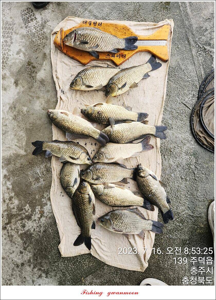 솔 4 짜돌감화곡지 대물 조황 (조황조행기 - 특파원조황)