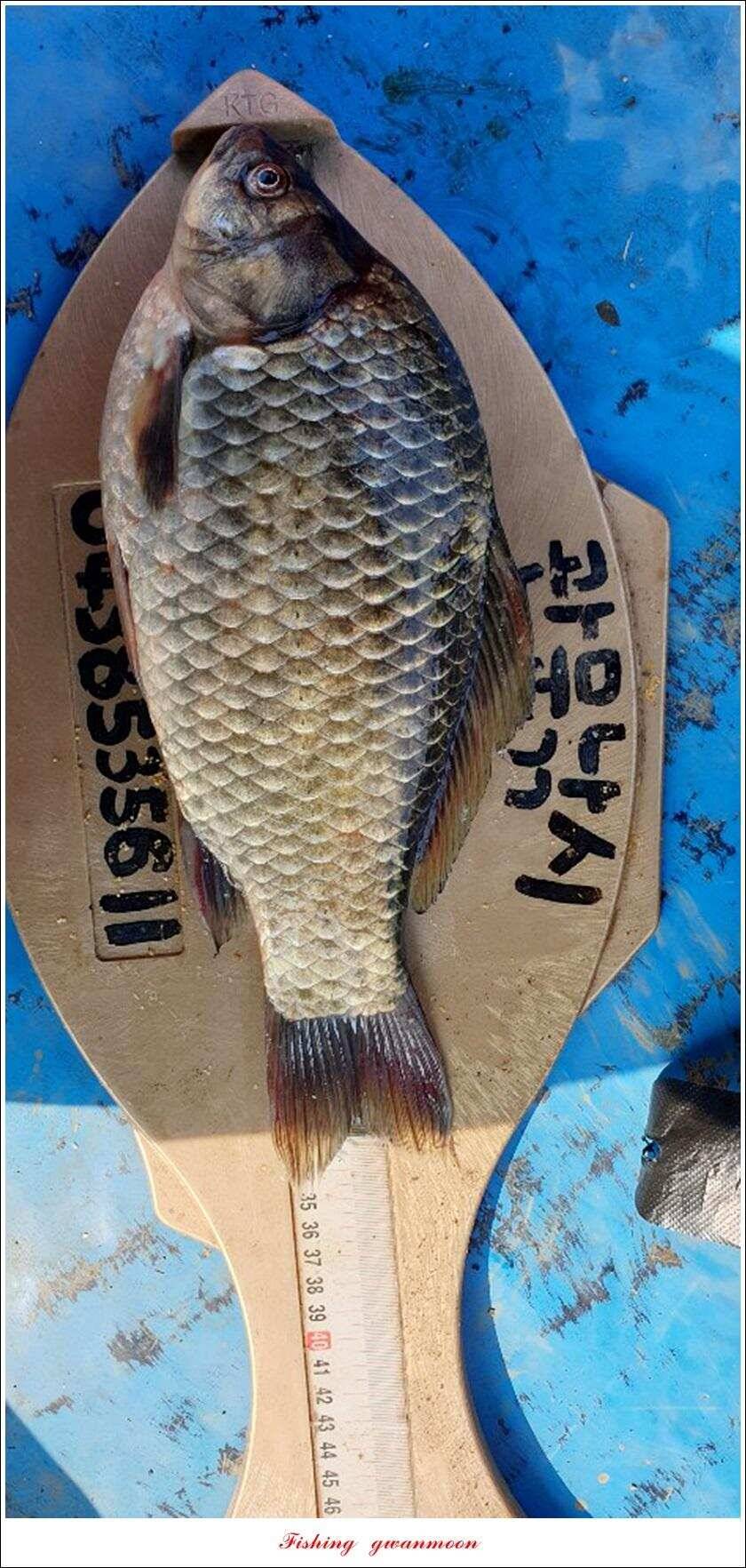 늘푸른 키로 장어제일 월척 조황 (조황조행기 - 특파원조황)