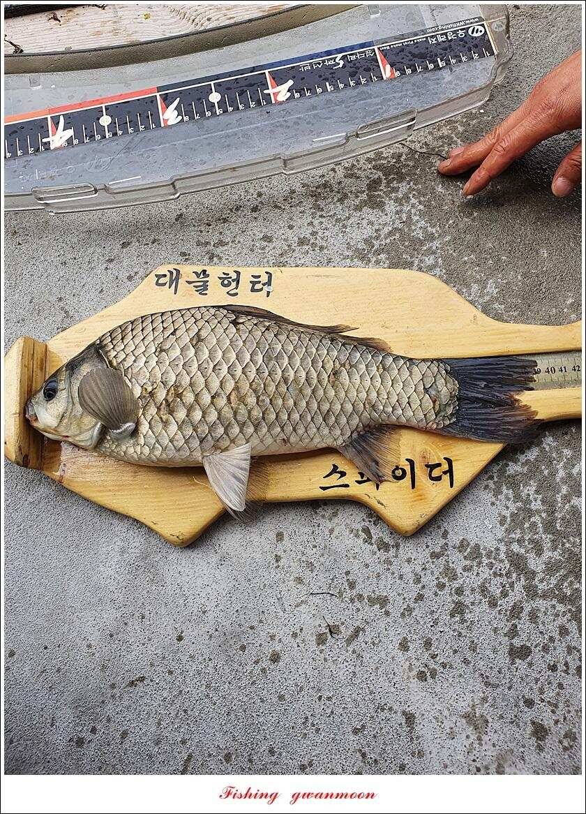 제일 4 짜돌감 39cm화곡지 대물 조황 (조황조행기 - 특파원조황)