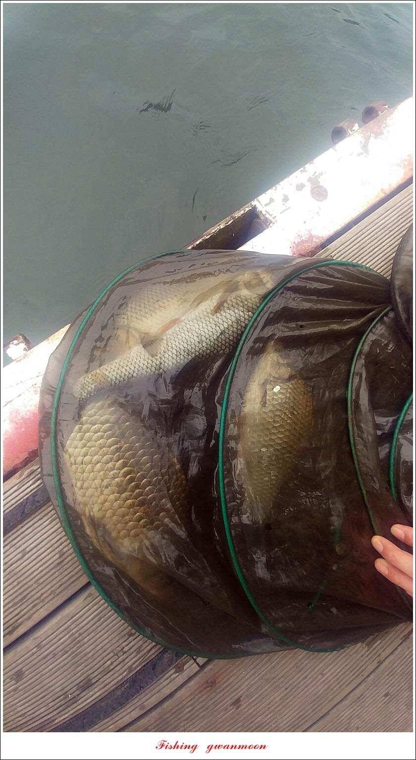 신매 38 cm38 cm37 cm돌감38 cm병호 장어 및 월척 조황 (조황조행기 - 특파원조황)