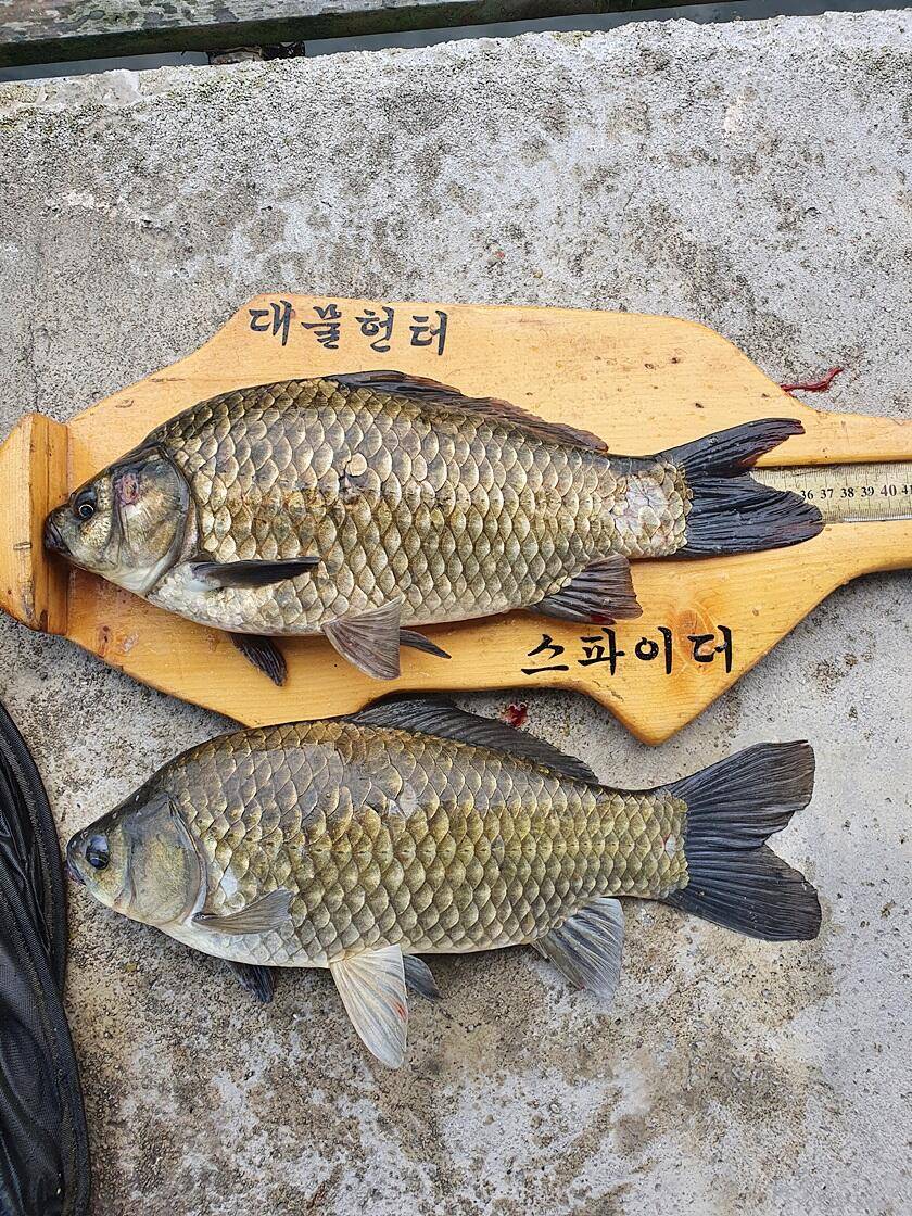 문골 낚시터화곡지 조황 (조황조행기 - 특파원조황)