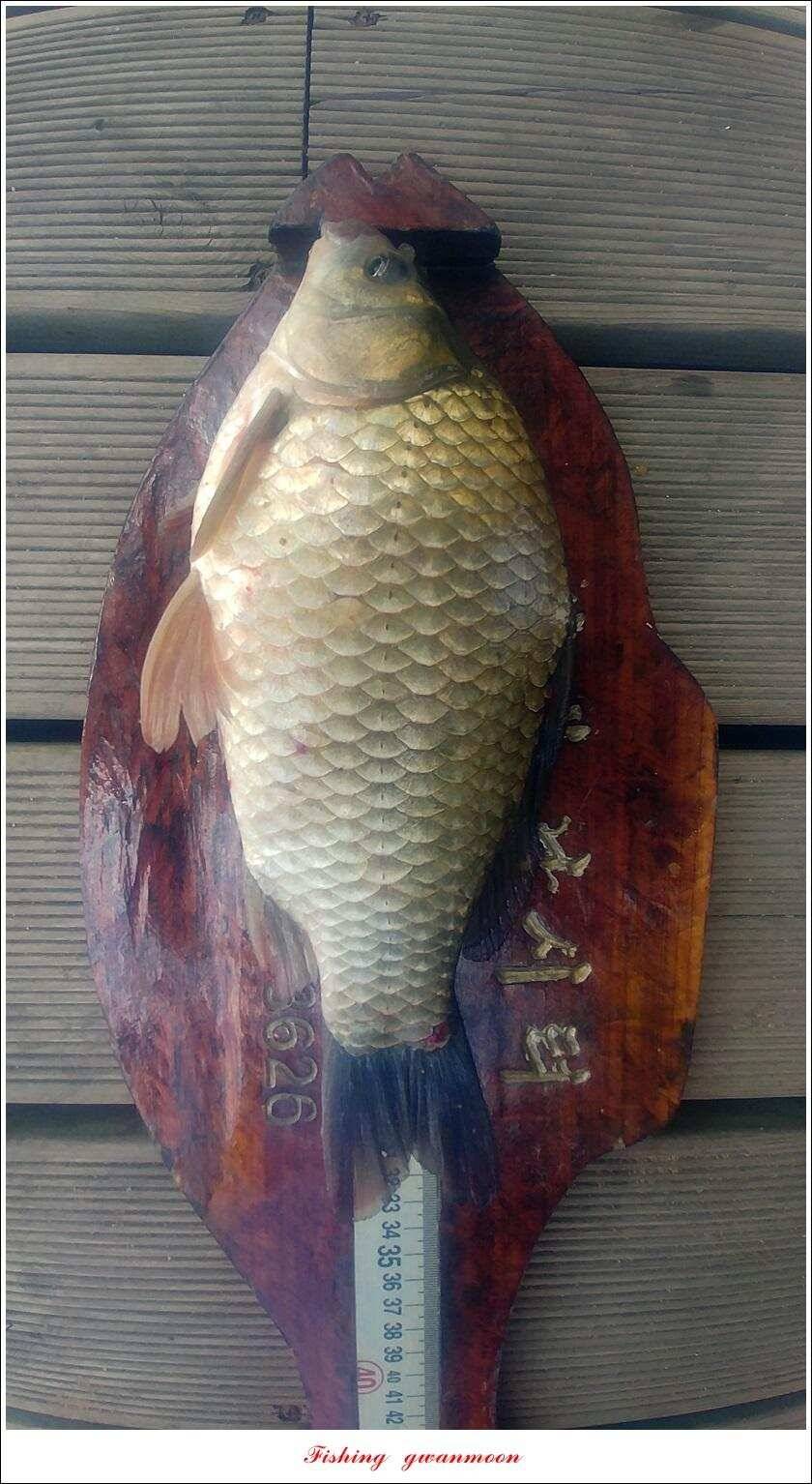 신매 38 cm38 cm37 cm돌감38 cm병호 장어 및 월척 조황 (조황조행기 - 특파원조황)
