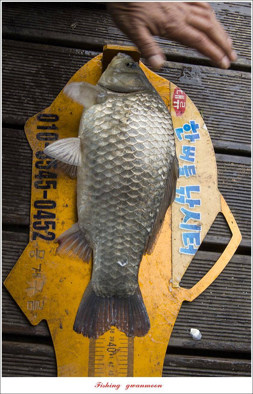 한버들 4 짜신리 4 짜실리곡 4 짜대물 조황 (조황조행기 - 특파원조황)
