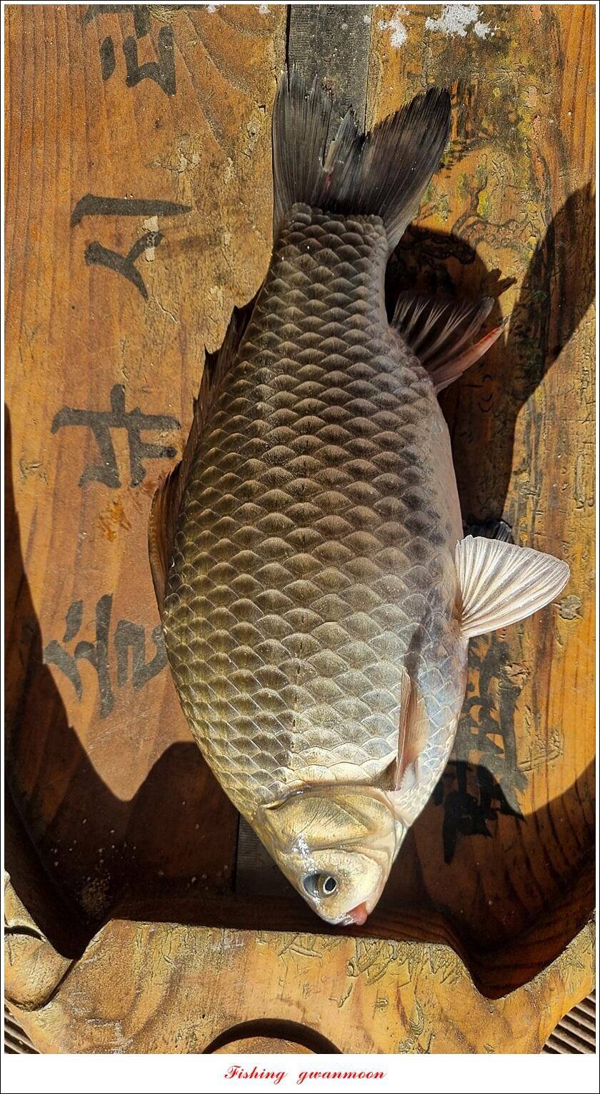 솔 385 cm 외 돌감 월척 조황 (조황조행기 - 특파원조황)