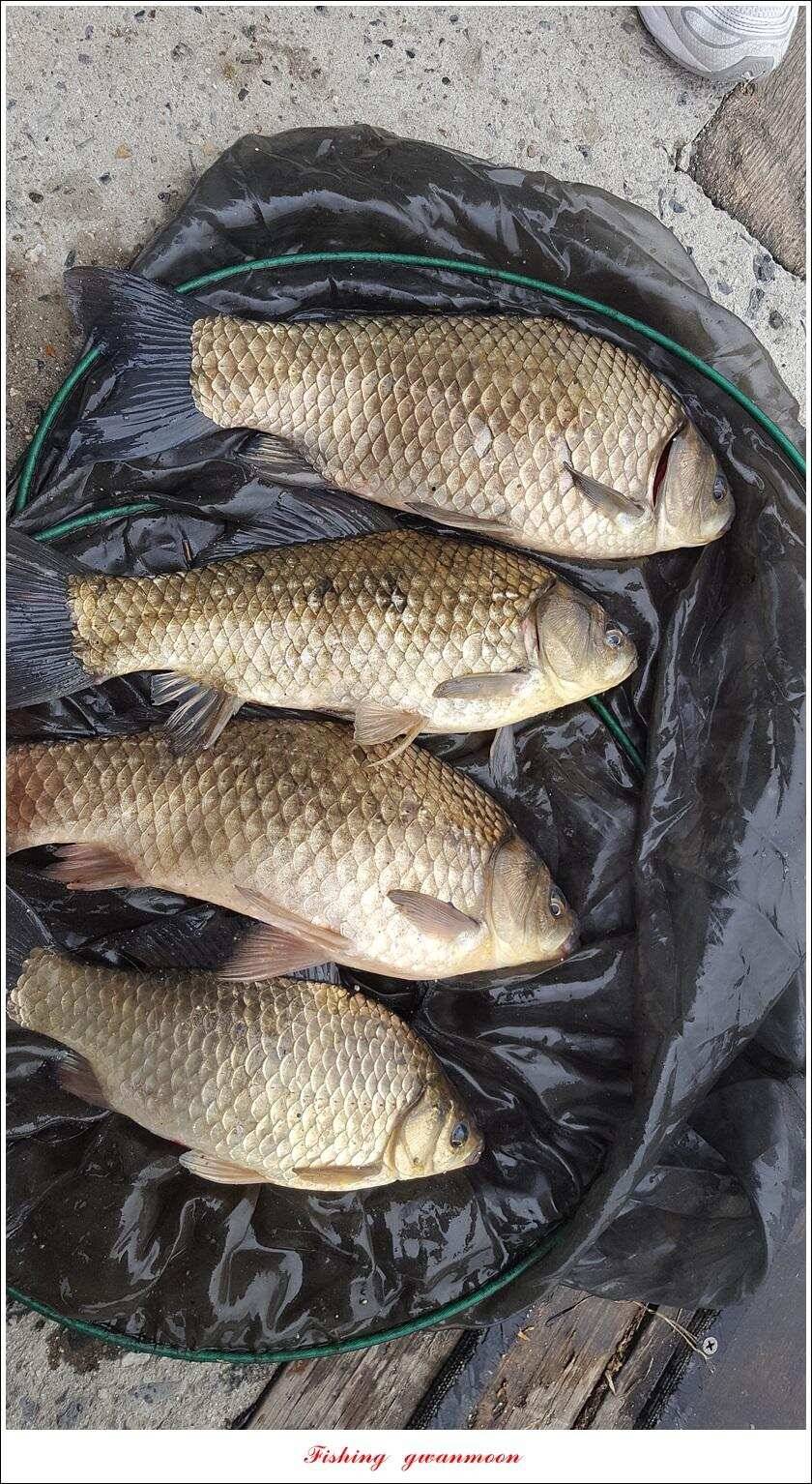 제일 39 cm 대물 조황화곡지칠성지 조황 (조황조행기 - 특파원조황)