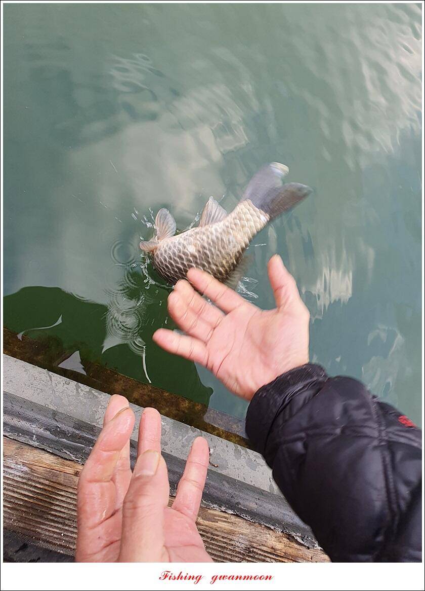 실리곡 44 cm41 cm40 cm돌감 40 cm사짜 조황 및 이벤트 시상 (조황조행기 - 특파원조황)