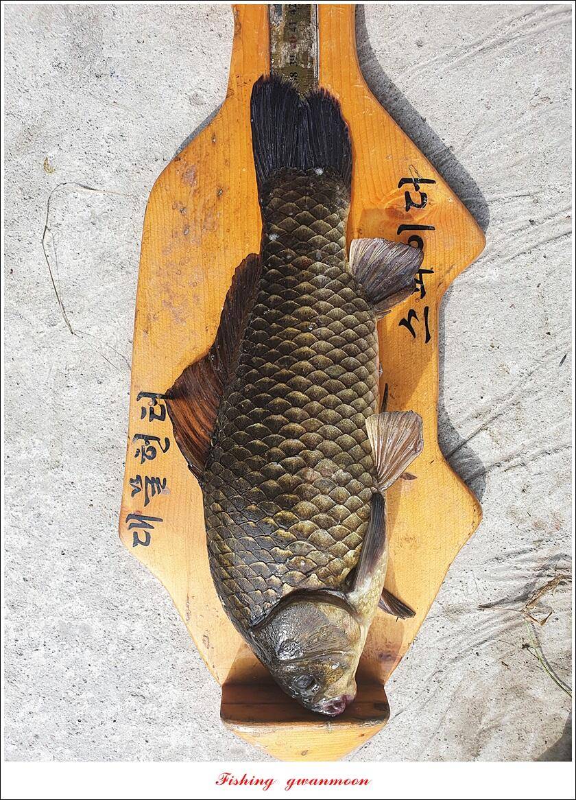화곡지 4 짜소류지 4 짜 대물 조황 (조황조행기 - 특파원조황)