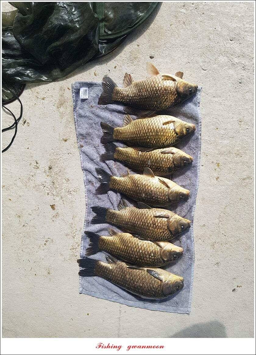 제일 39 cm 대물 조황화곡지칠성지 조황 (조황조행기 - 특파원조황)