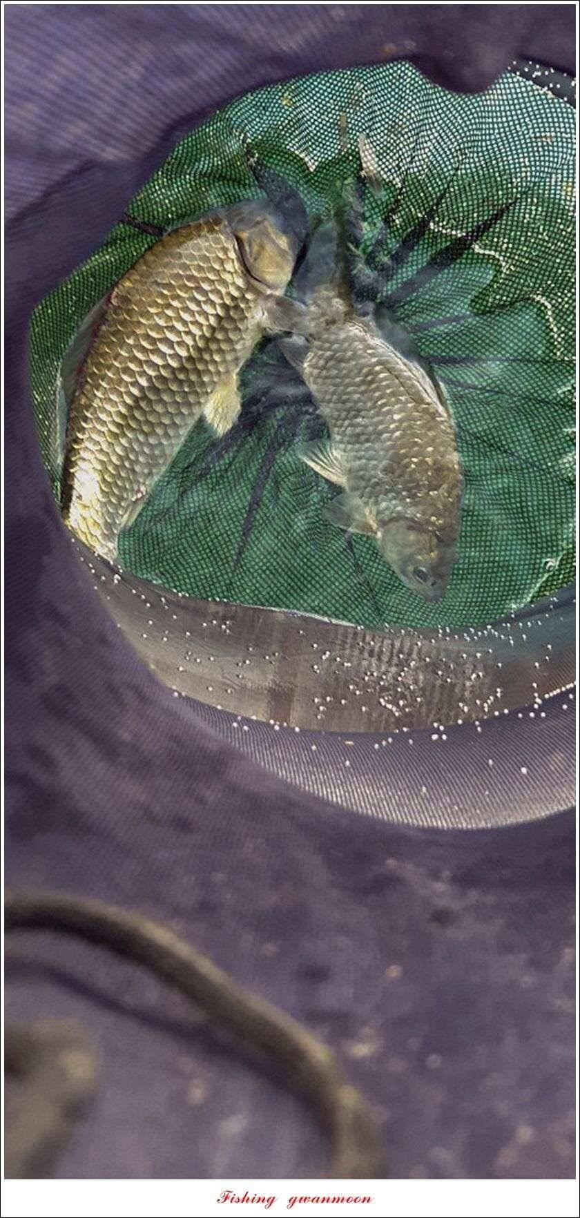 신매 44 cm 대물돌감 4 짜늘푸른제일 월척 조황 (조황조행기 - 특파원조황)