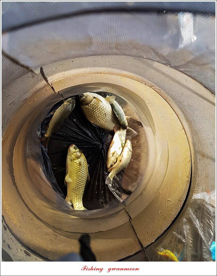 한버들 435 cm 및 명서제일사오리후산리 오름수위 전 소식 (조황조행기 - 특파원조황)