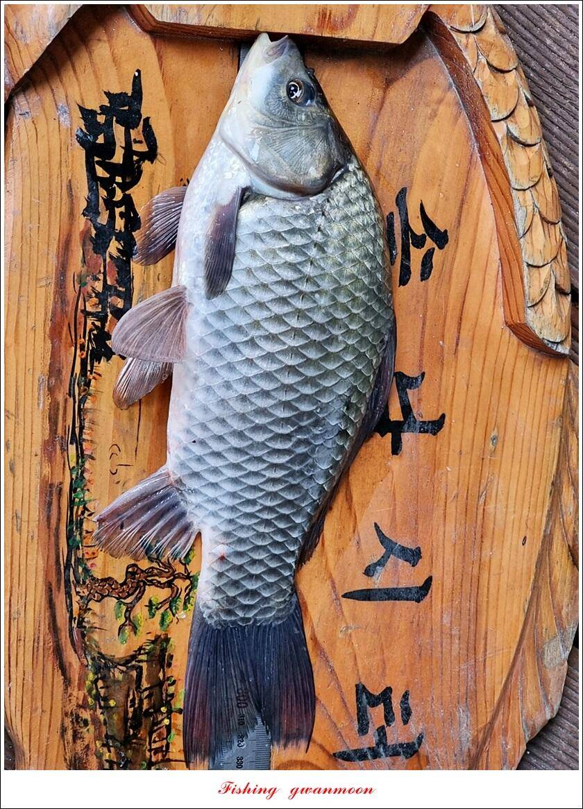 솔 435 cm 대물 및 월척 조황 (조황조행기 - 특파원조황)