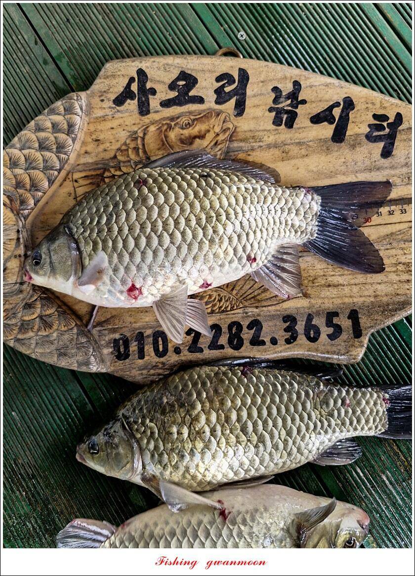 사오리 445 cm41 cm 대물 조황 (조황조행기 - 특파원조황)