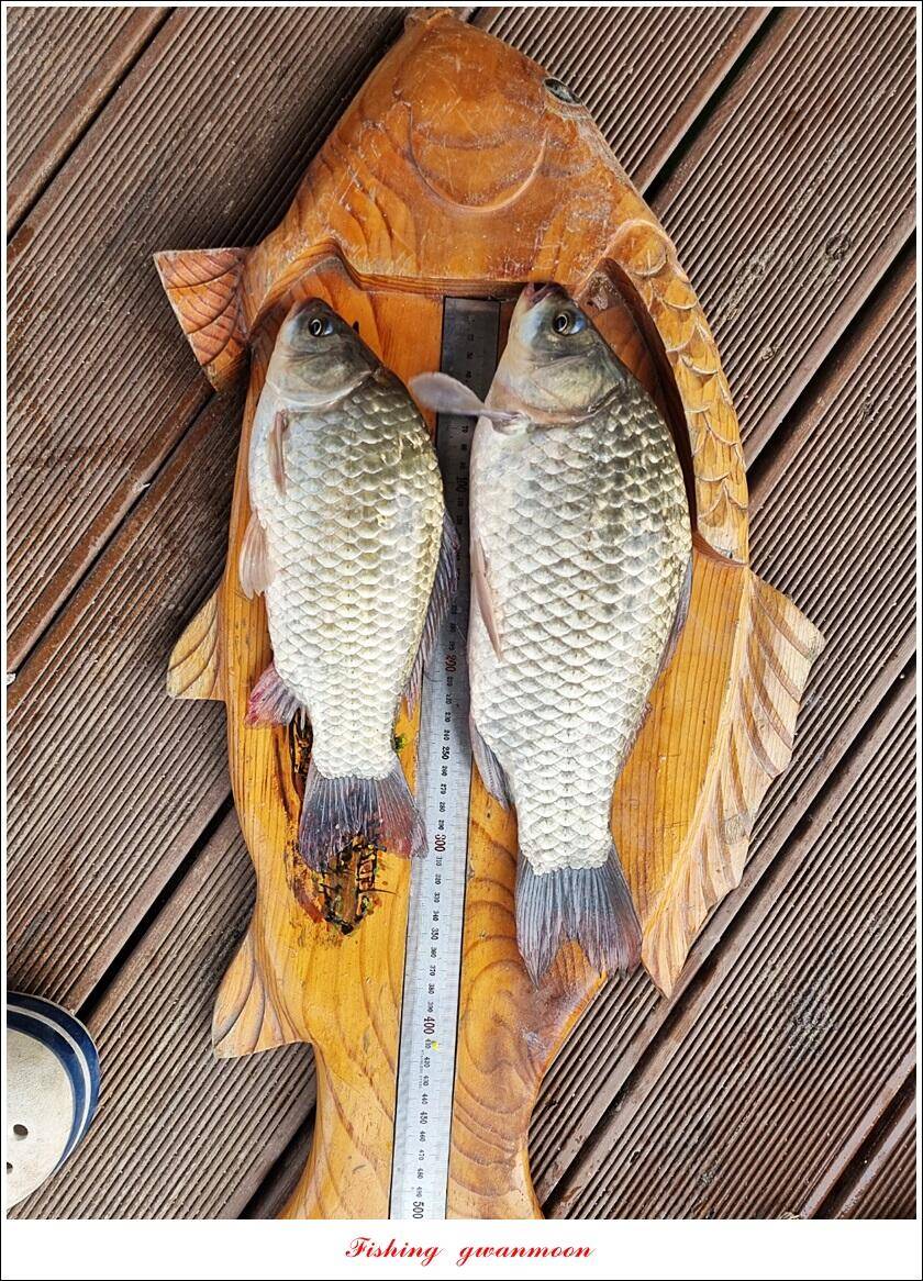 솔 4 짜 대물 및 꽃바위 2 kg 대물 장어 조황 (조황조행기 - 특파원조황)