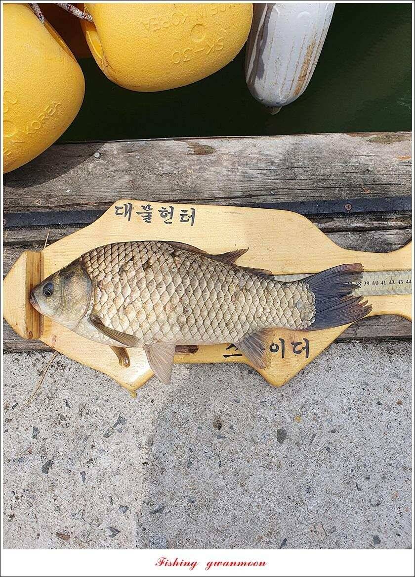 제일 4 짜돌감 39cm화곡지 대물 조황 (조황조행기 - 특파원조황)