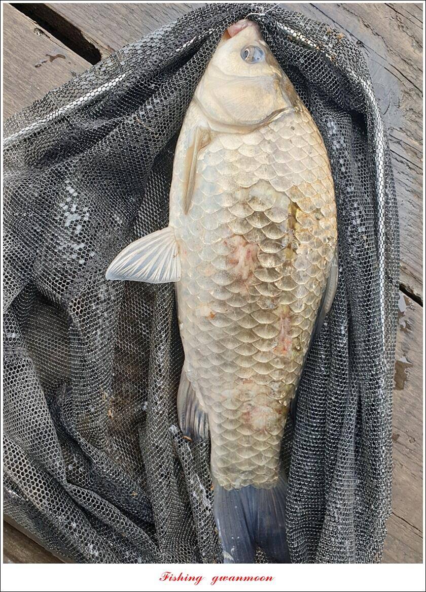 한버들 4 짜신리 4 짜실리곡 4 짜대물 조황 (조황조행기 - 특파원조황)