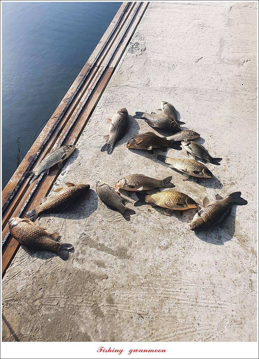 솔 4 짜화곡지 4 짜용원지소이지대제지 조황 (조황조행기 - 특파원조황)