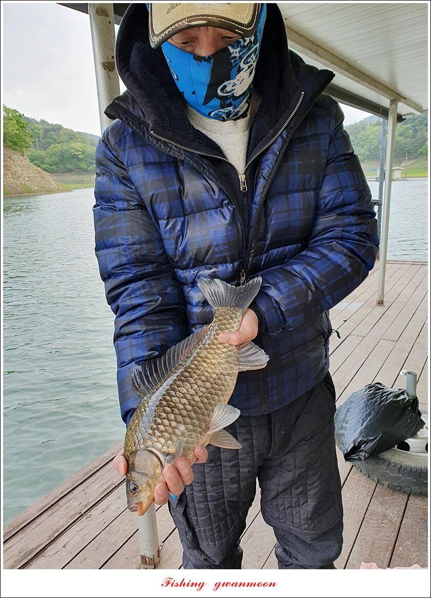 한버들 44 cm신리 415 cm41 cm실리곡 4 자돌감 4 짜화곡지 4 짜솔 37 cm 조황 정보 (조황조행기 - 특파원조황)