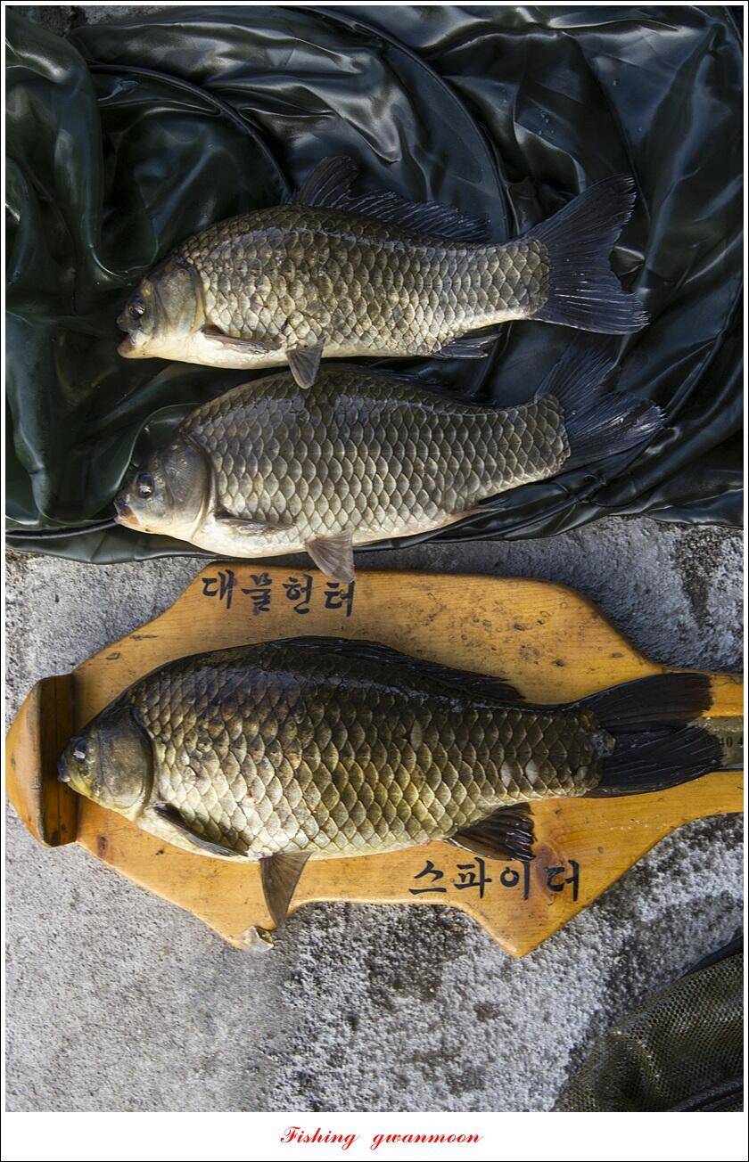 화곡지 4 짜 조황 (조황조행기 - 특파원조황)