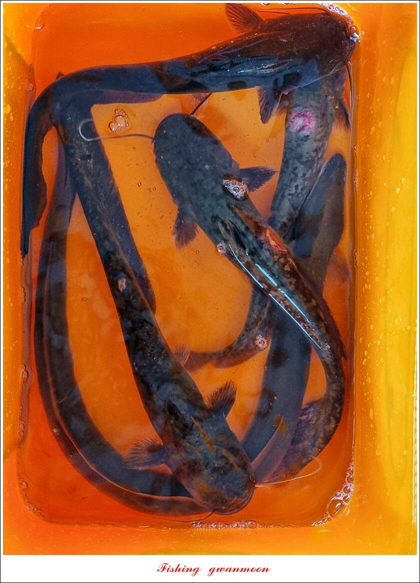 솔 41 cm 화곡지 월척 조황 (조황조행기 - 특파원조황)