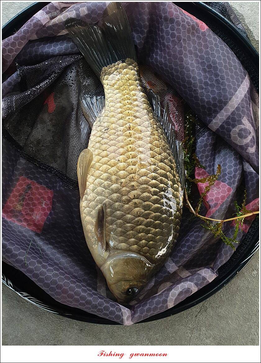 목벌 43 cm37 cm소류지 4 짜솔 낚시터 월척화곡지 대물 조황 (조황조행기 - 특파원조황)