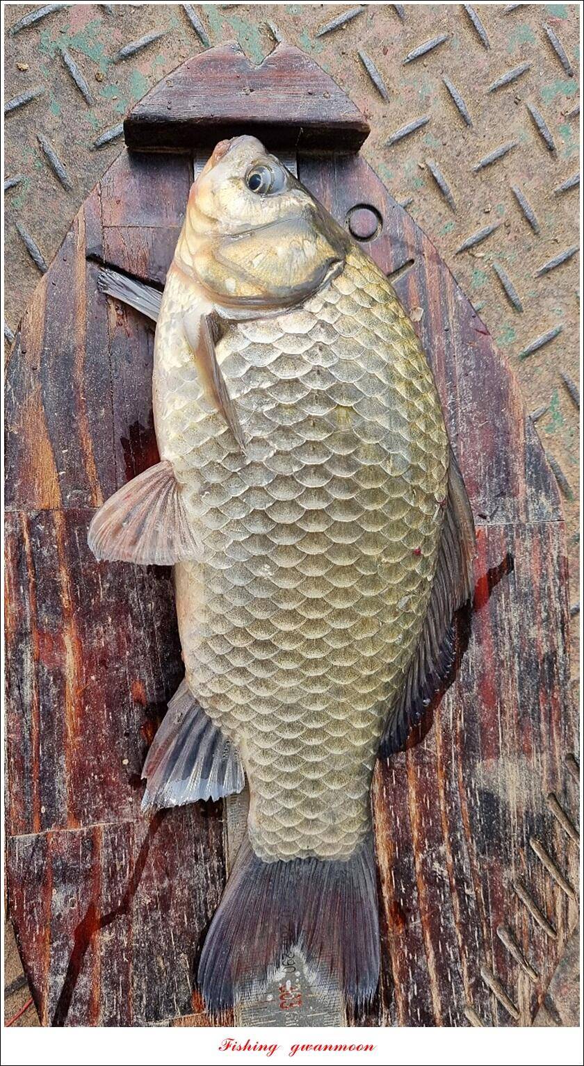 문골 42 cm명서 40 cm 달천강화곡지 조황 (조황조행기 - 특파원조황)