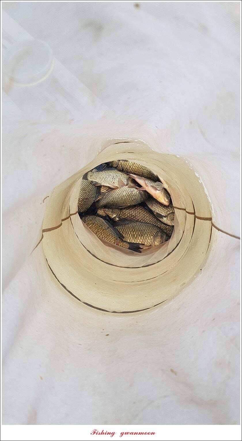 돌감 39393736 cm늘푸른 허리급화곡지 월척 조황 (조황조행기 - 특파원조황)