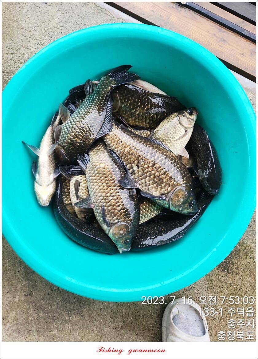 솔 4 짜돌감화곡지 대물 조황 (조황조행기 - 특파원조황)