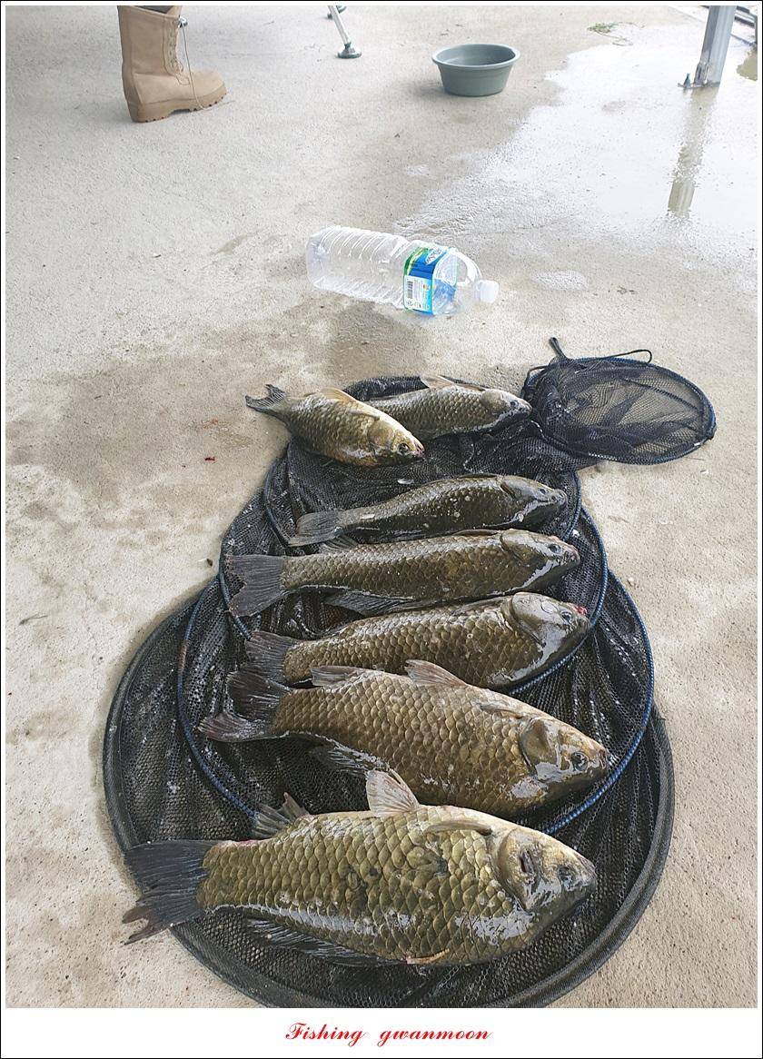 제일 43 cm40 cm화곡지 4 짜 조황 (조황조행기 - 특파원조황)