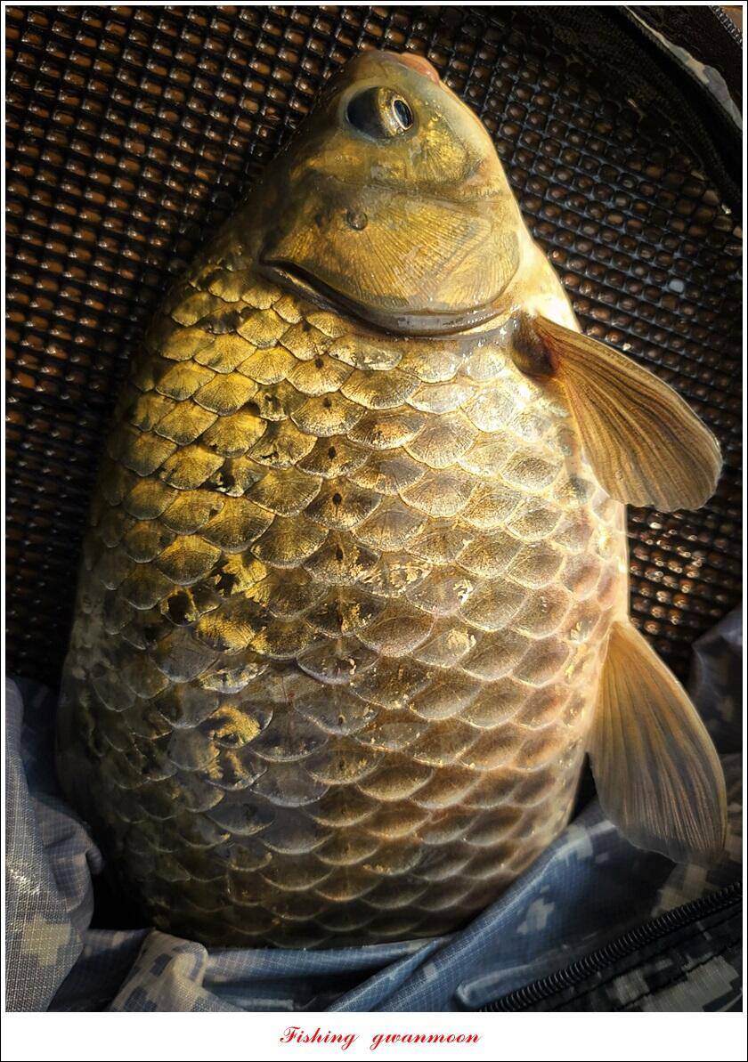 솔 45 cm 대물 조황 (조황조행기 - 특파원조황)