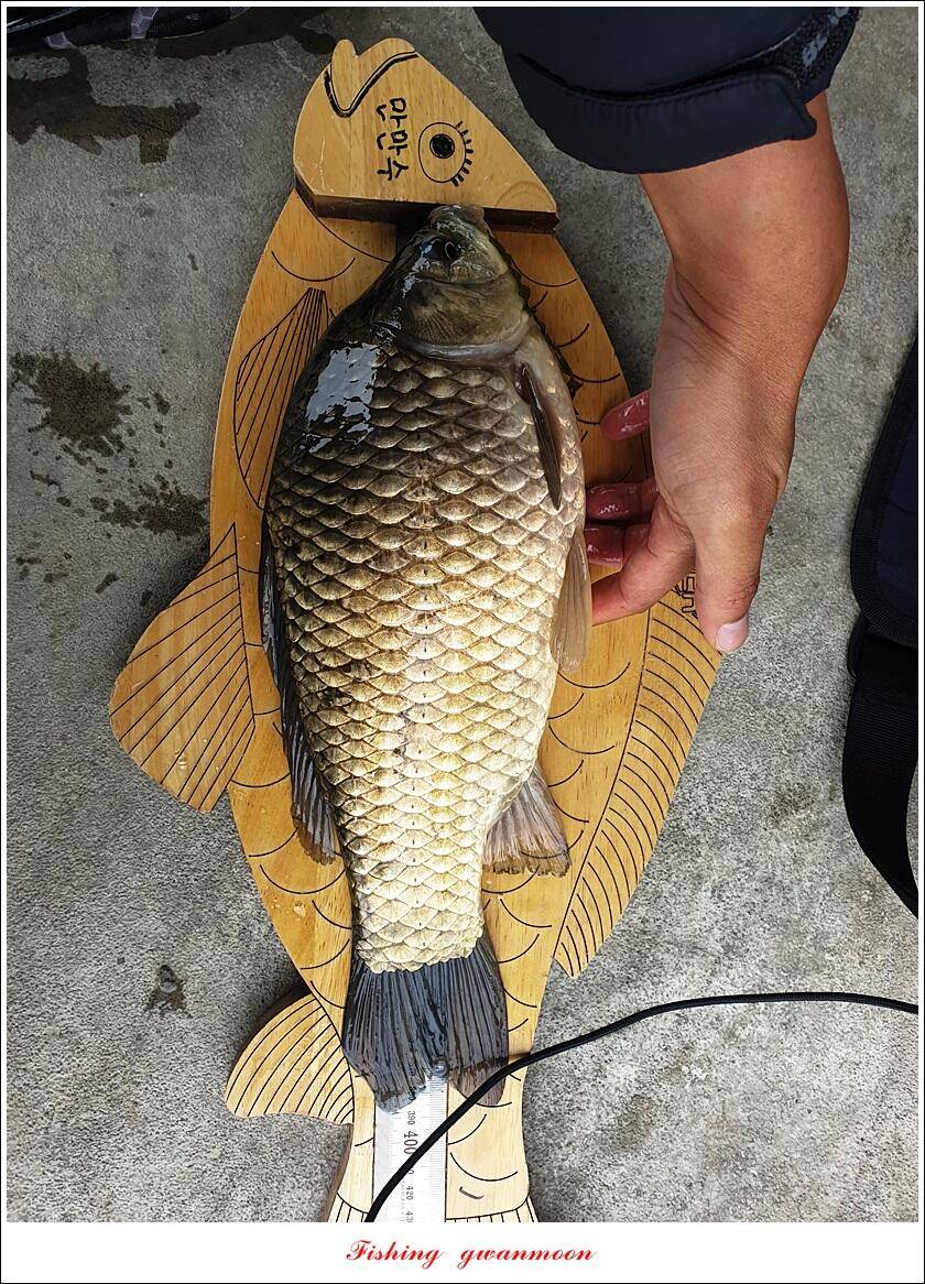목벌 43 cm37 cm소류지 4 짜솔 낚시터 월척화곡지 대물 조황 (조황조행기 - 특파원조황)