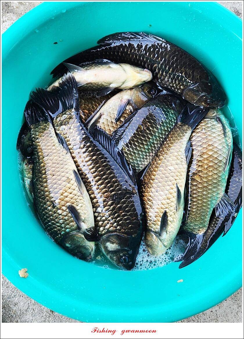 제일 4 짜화곡지 4 짜검단수로 4 짜솔 친선 낚시 대회 (조황조행기 - 특파원조황)