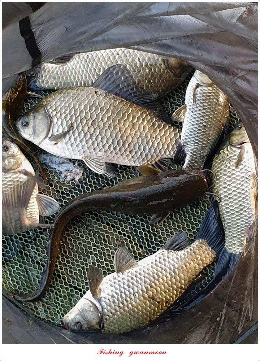 돌감 4 짜제일 39 cm38 cm37 cm칠성지 월척 조황 (조황조행기 - 특파원조황)