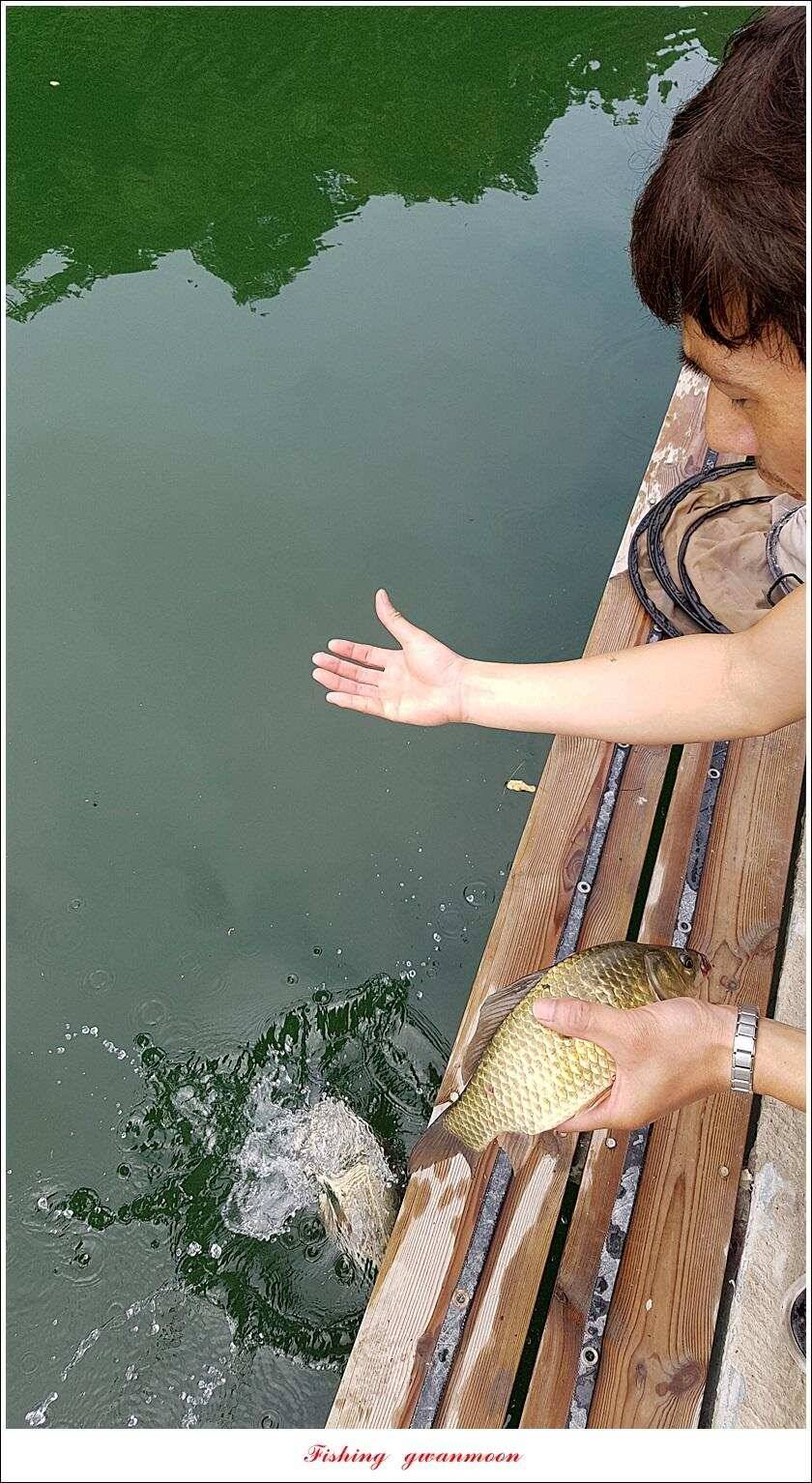 신매늘푸른화곡지 월척 조황 (조황조행기 - 특파원조황)