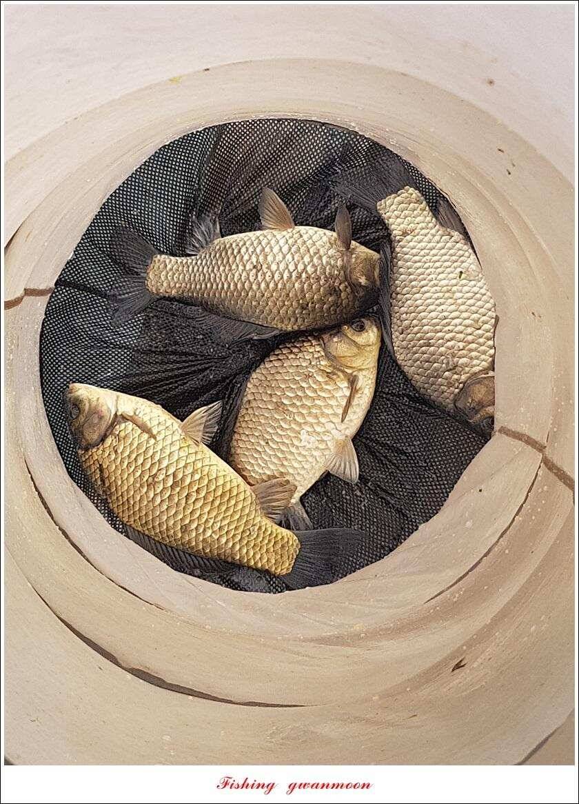 제일 39 cm 대물 조황화곡지칠성지 조황 (조황조행기 - 특파원조황)