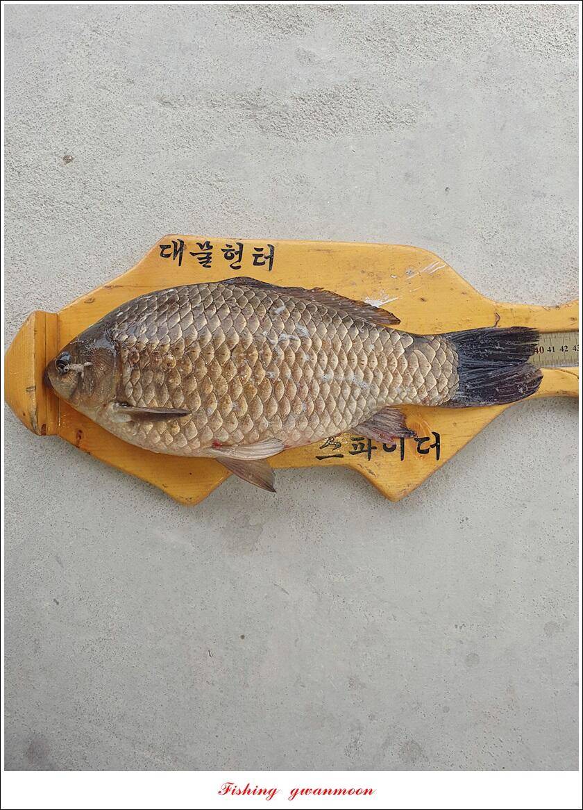 칠성지 465 cm화곡지 사짜 대물 조황 (조황조행기 - 특파원조황)