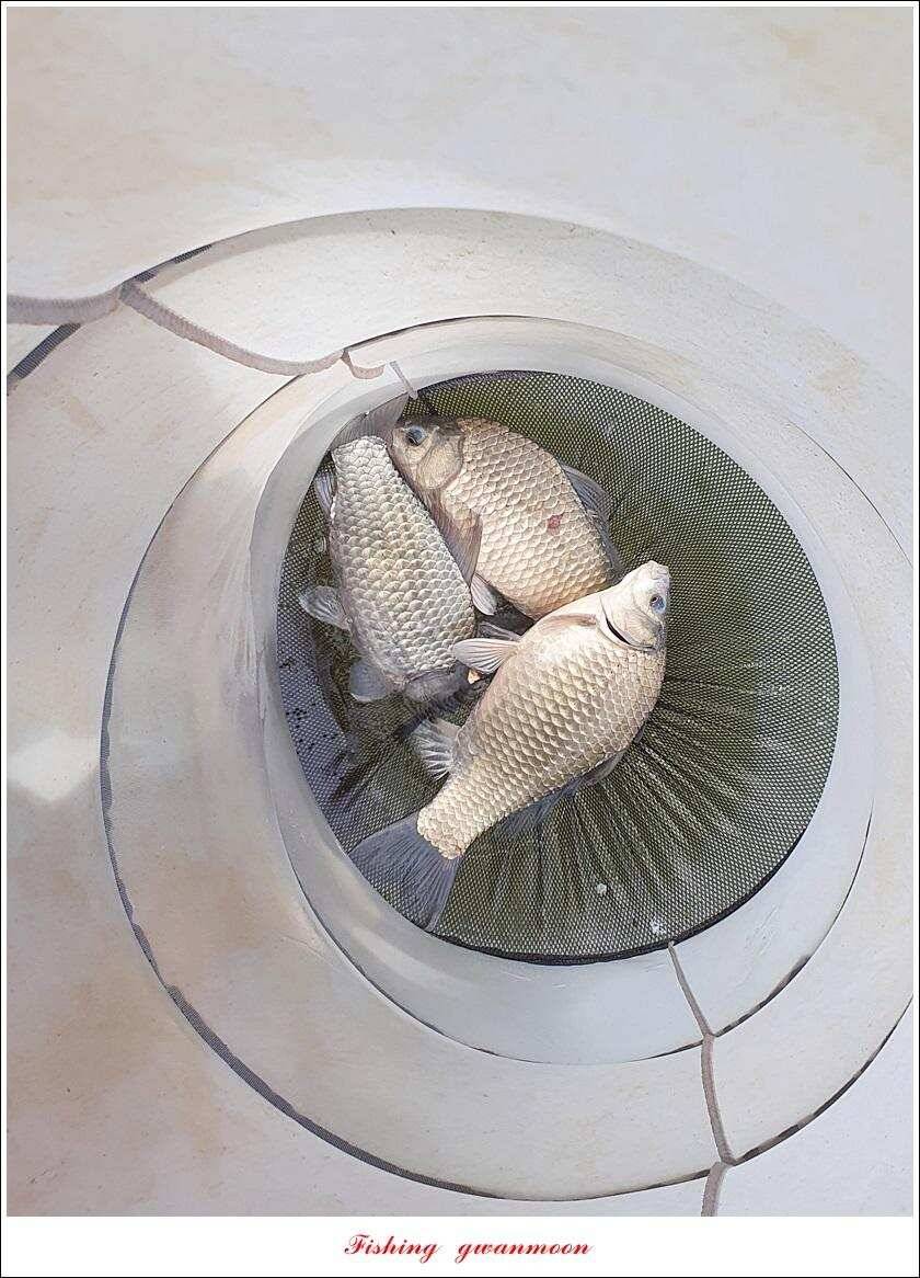 한버들 4 짜 2 수신리 4 짜실리곡 월척칠성지 4 짜 조황 (조황조행기 - 특파원조황)