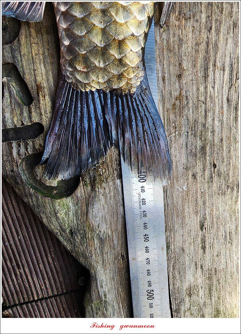 돌감 4 짜솔 39 cm38 cm마릿수 월척 조황 (조황조행기 - 특파원조황)