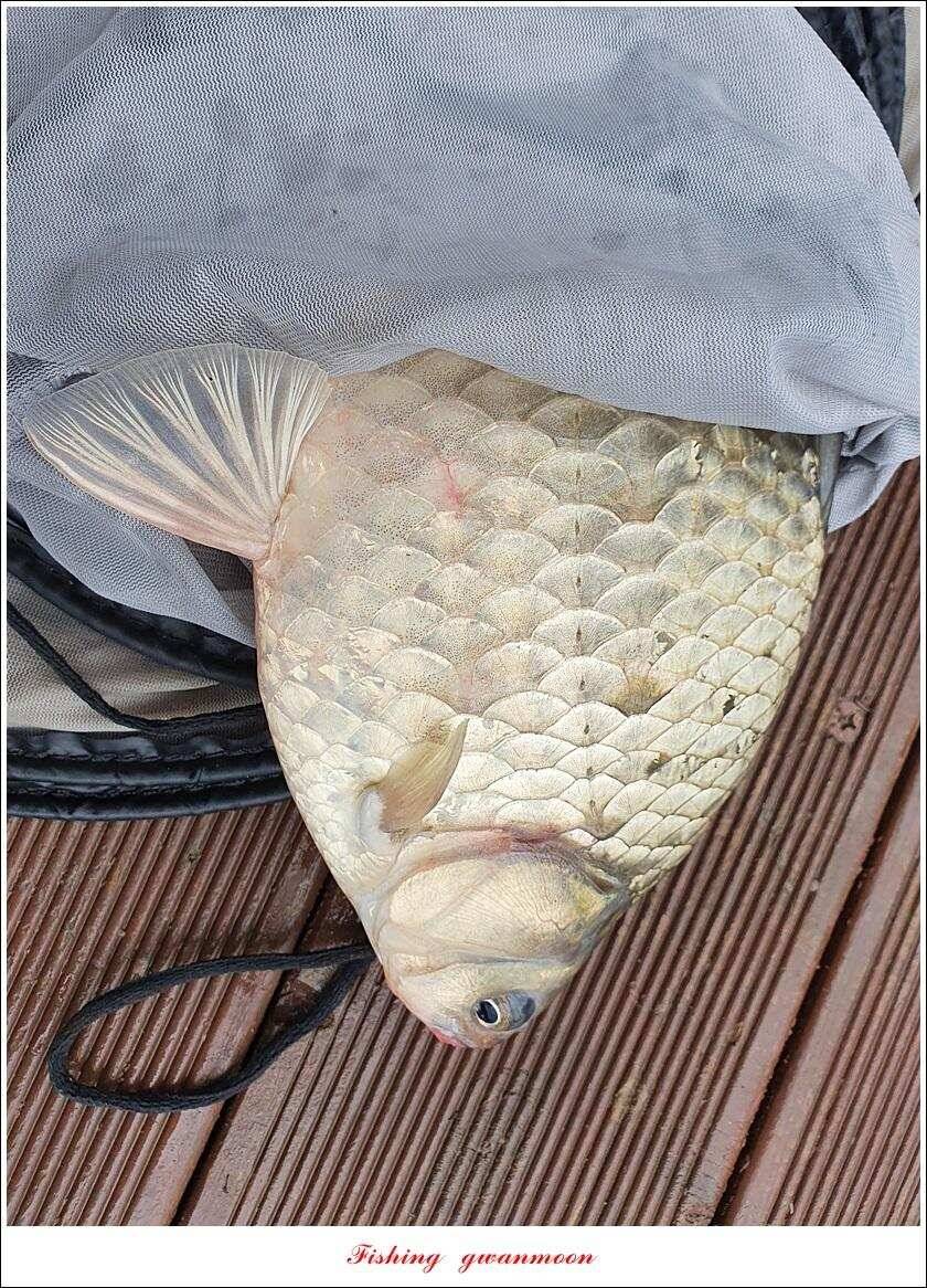 한버들 4 짜 2 수신리 4 짜실리곡 월척칠성지 4 짜 조황 (조황조행기 - 특파원조황)