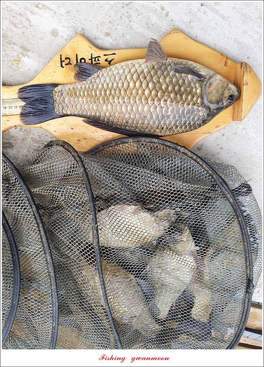제일솔종점 4 짜 대물 및 화곡지 호조황 (조황조행기 - 특파원조황)