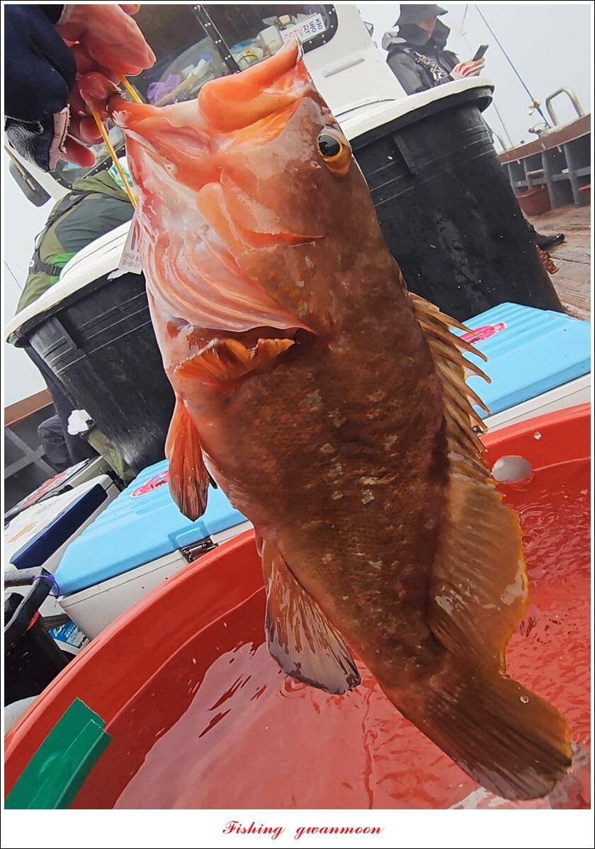 멋진 52 cm47 cm (조황조행기 - 특파원조황)