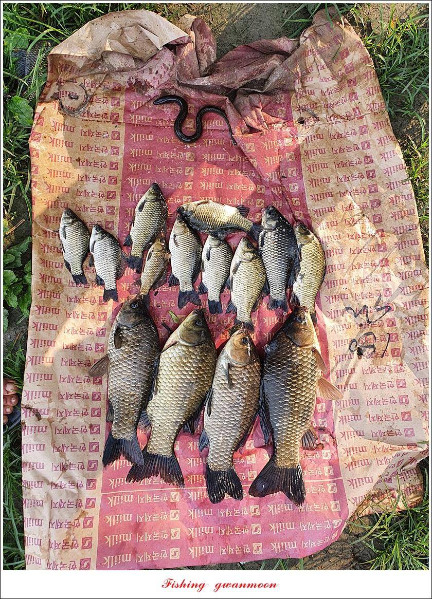 제일 43 cm40 cm화곡지 4 짜 조황 (조황조행기 - 특파원조황)